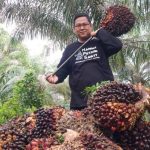 Harga TBS Sawit Di Riau Tembus Dikisaran Rp.3.930.94/KG