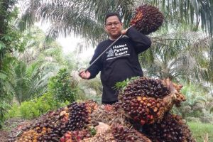 Harga TBS Sawit Di Riau Tembus Dikisaran Rp.3.930.94/KG