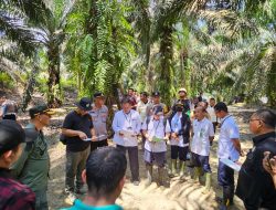 Wow! Kebun Yunus Alias Cong An Segera Dieksekusi, Lalu Bagaimana Dengan Lahan Disebelahnya?!